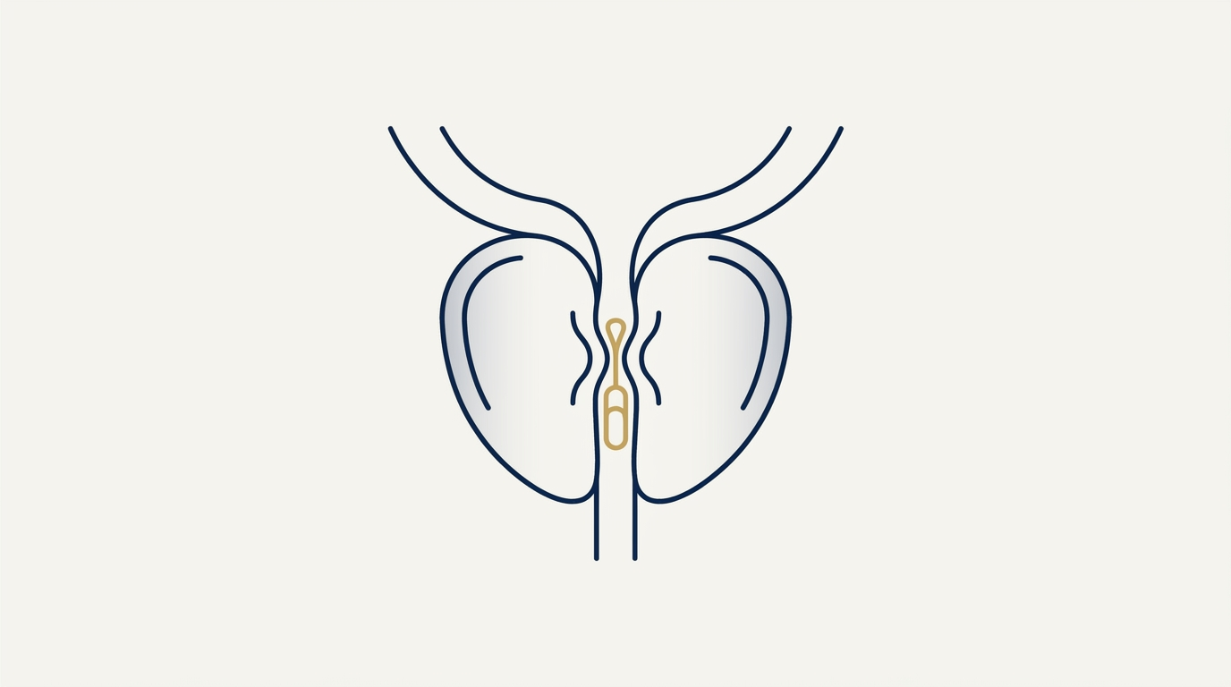 Stylised illustration representing the enlarged prostate and BPH care pathway
